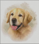 (image for) Golden Retriever
